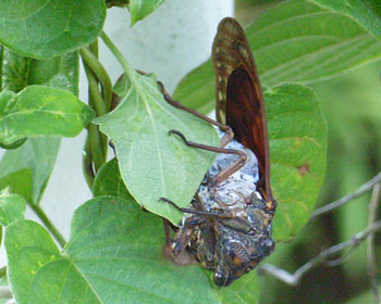 �����݂��A�u���[�~