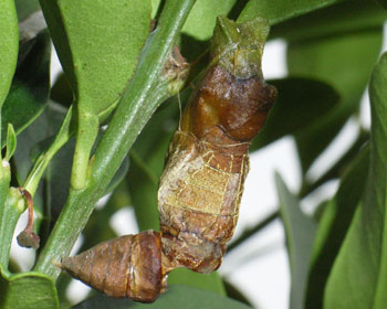 �H��ꂽ�炵���A�Q�n