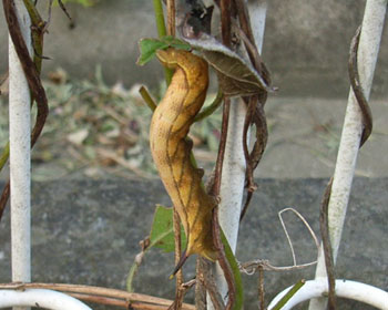 �z�V�z�E�W���N�H