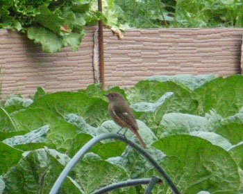 ���ɏ��W���r�q