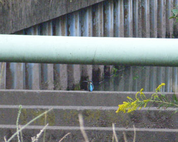 �ǂԃJ���Z�~��T���I