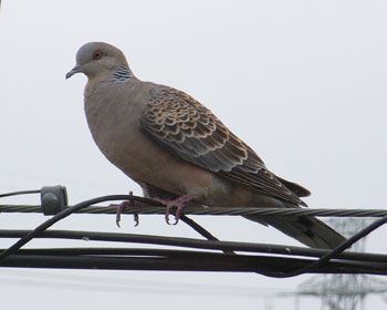 �����̃L�W�o�g