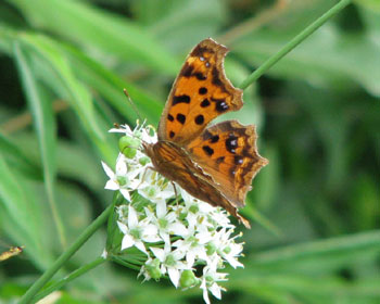 ����ς�H�͂��ꂢ�ȋC������L�^�e�n