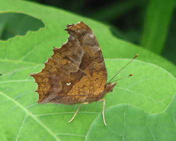 �ł����������