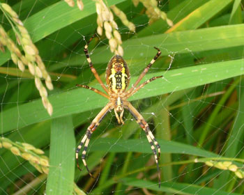 �ăW�����E�O��