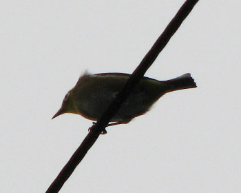 ���W�����Ă�