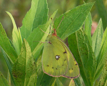 ����肪���킢�������L�`���E