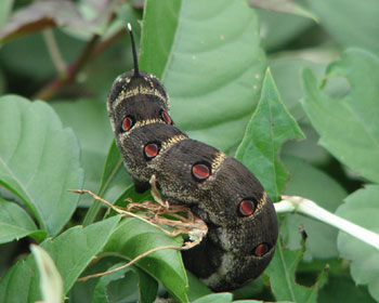 �J�[�������Z�X�W�X�Y��