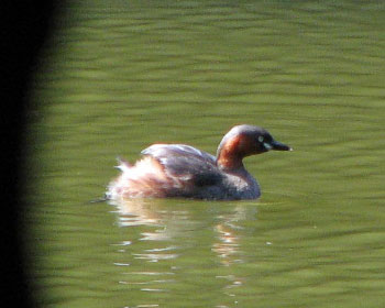 �u�������J������v����Ȃ��Ă�