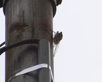 �Ō�̃c�N�c�N�{�E�V