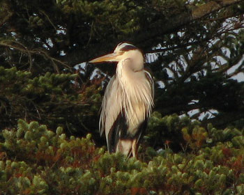 �[���A�I�T�M