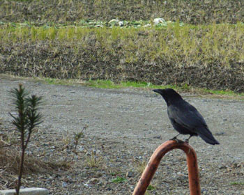 ���Ȃ񂩃o�J�ɂ��ē����Ȃ��{�\