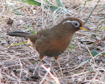 �������̖�ǃK�r�`���E