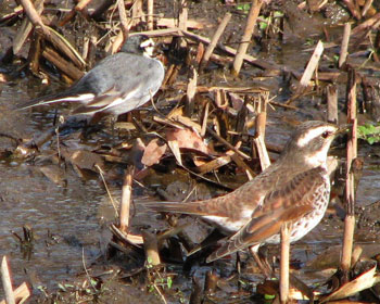 ���͈������ȃc�O�~�ƃn�N�Z�L���C