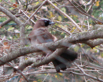 �D�_�ۂ��J�P�X