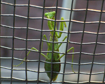 �P�P���܂ł���΂��Ă��J�}����