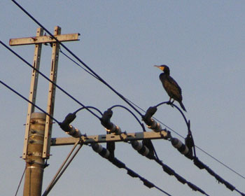 �ߏ��̓d���J���E