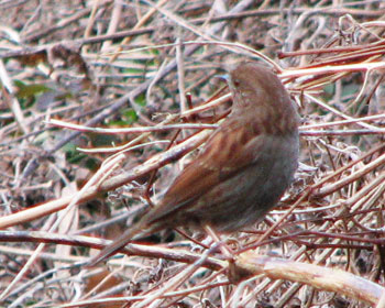 �����Ȃ��J���N�O��