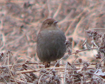 ���ÃJ���N�O��