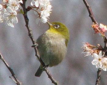 �����̍��Ń`���[