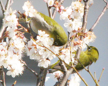 �����Q�H�ł���Ă���