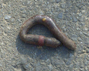 �����ۂ�