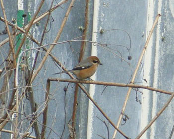 �c��ڂ̒[�ɂ͂������胂�Y