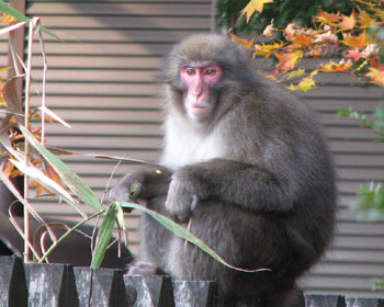 ���̕��͖쐶�ł�