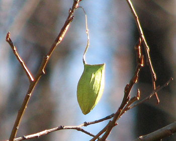 �E�X�^�r�K�̖�