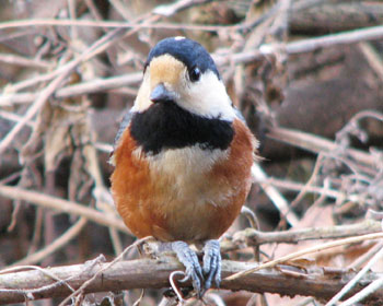 ���҃��}�K��