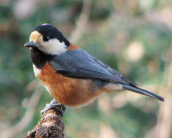 �����Ă����킢��