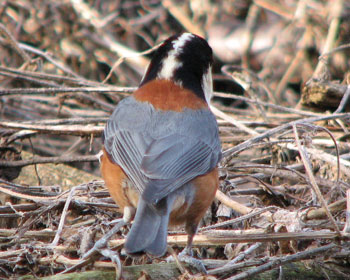 �ł����̓��q�J������