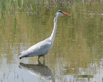 �A�I�T�M���ꂢ������