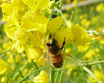 �������Ă�