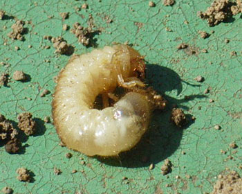 ���Ȃ��ɓ]�������q��