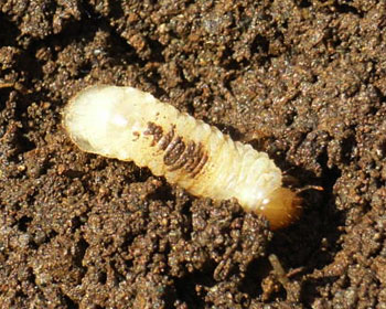 ����ĂĂ�����