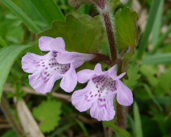 �J�L�h�I�V���ȁH