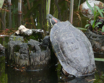 �������܂ܐQ����~�h���K��