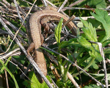 �B�ꂽ����