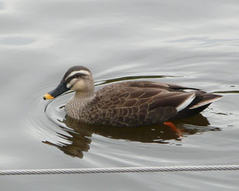 ����Ă���̂̓J���K������