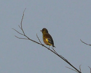 ���݂܂�ŃJ�����q��