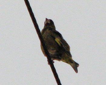 �����̃J�����q��