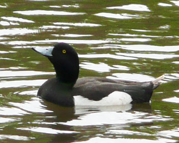 �ɂ�����L���N���n�W��