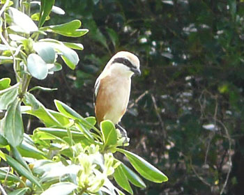 �n���T�����Y