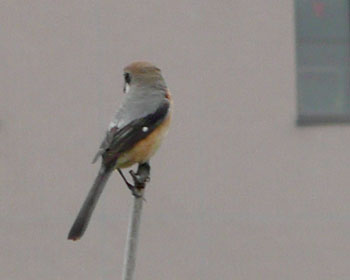 �{�P���ߏ����Y