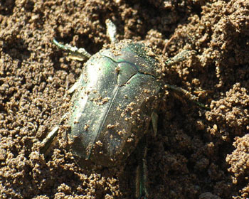 �v�����^�[�ɖ��܂��Ă��n�i���O���H