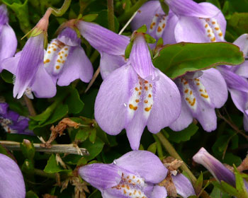 �����T�L�T�M�S�P�H