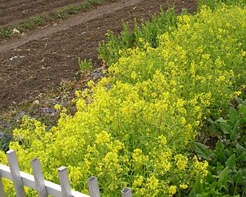 ���̍؂̉Ԃ�