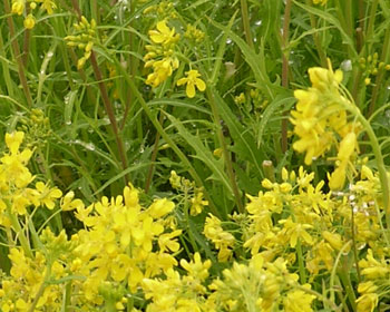 ���͐��؂�����