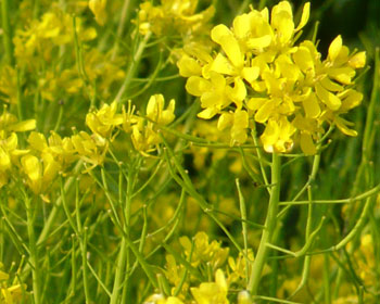 �t���ς������Ď킪�ł���Ƃ�������؂̉Ԃ�